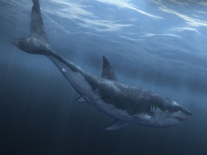 Animated great white shark 3D-Modell