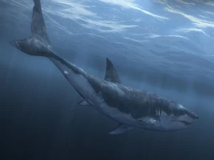 Animated great white shark 3D Model
