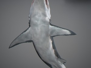 Animated great white shark 3D-Modell