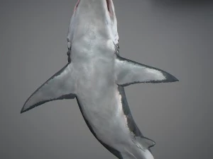 Animated great white shark 3D Model