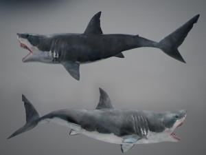 Animated great white shark 3D-Modell