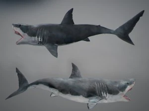 Animated great white shark 3D Model
