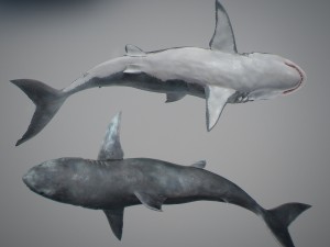 Animated great white shark 3D-Modell