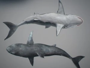 Animated great white shark 3D Model
