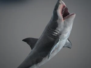 Animated great white shark 3D Model
