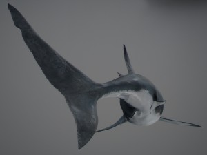 Animated great white shark 3D-Modell