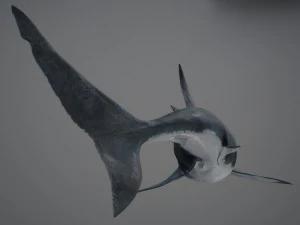 Animated great white shark 3D Model