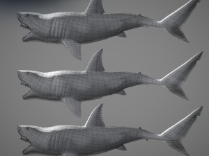 Animated great white shark 3D-Modell