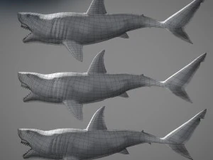 Animated great white shark 3D Model