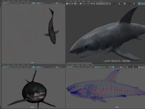 Animated great white shark 3D Model