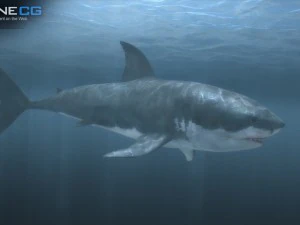 Animated great white shark 3D Model
