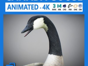 animated canada goose 3D Model