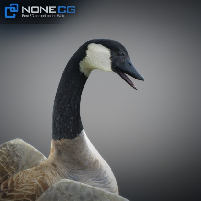 Canada goose web 3.0 store