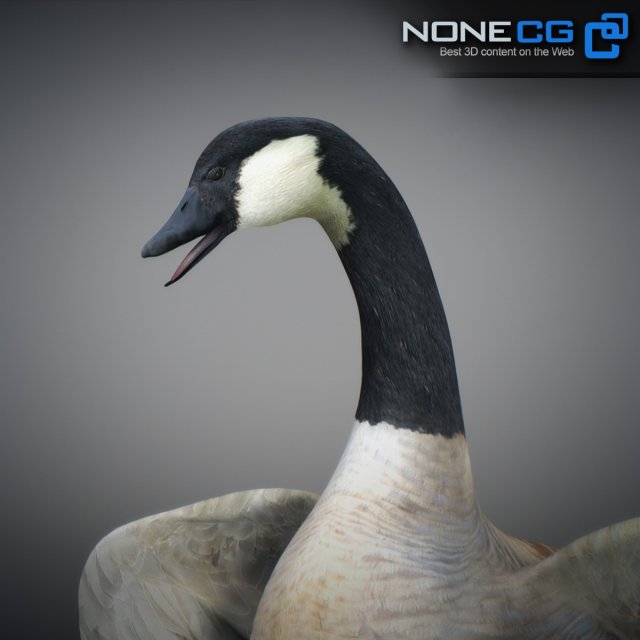 animated canada goose 3D Model in Bird 3DExport
