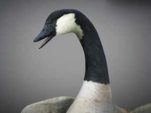 Oca canadese animata Modello 3D