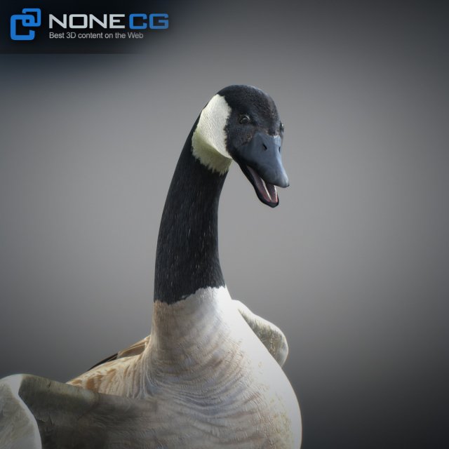 Canada goose modele discount