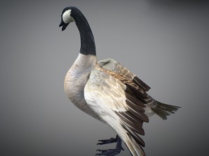 animated canada goose 3D Модель