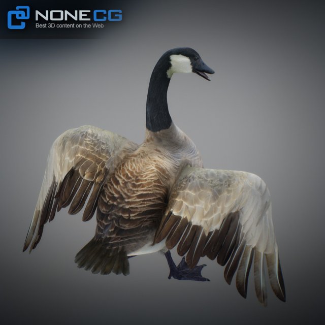 animated canada goose 3D Model in Bird 3DExport