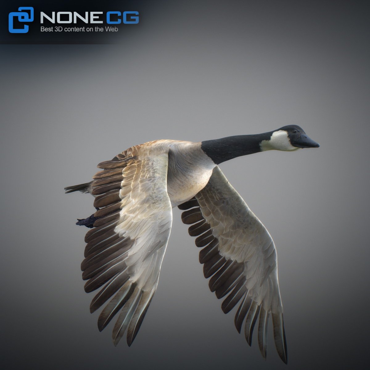 animated canada goose 3D Model in Bird 3DExport