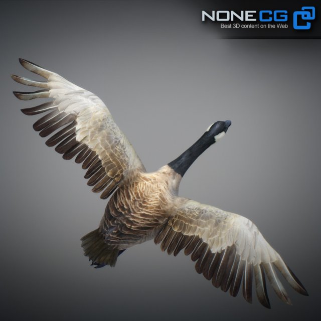 animated canada goose 3D Model in Bird 3DExport