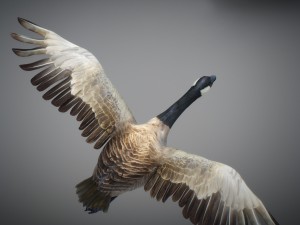 animated canada goose 3D Модель