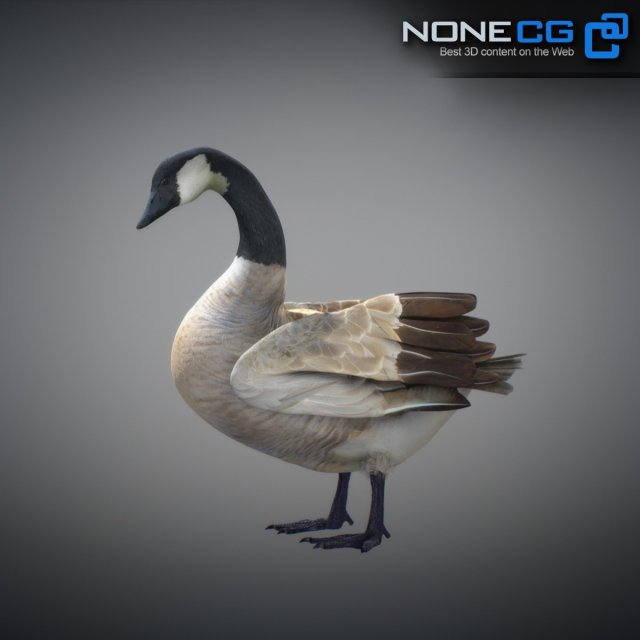 animated canada goose 3D Model in Bird 3DExport