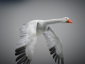 animated snow goose Modello 3D