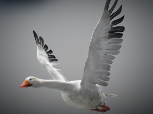 animated snow goose Modello 3D