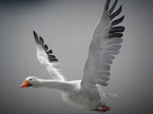 Animated snow goose 3D Model