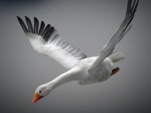 animated snow goose Modello 3D