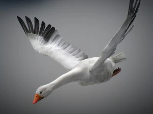 Animated snow goose 3D Model