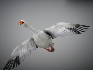 animated snow goose Modello 3D