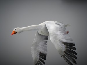 animated snow goose Modello 3D