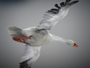 animated snow goose Modello 3D