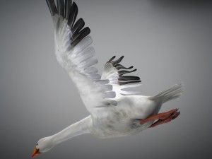 animated snow goose Modello 3D