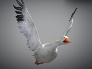 animated snow goose Modello 3D