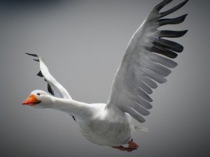 animated snow goose Modello 3D