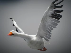 Animated snow goose 3D Model