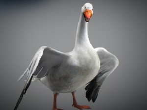 animated snow goose Modello 3D