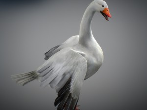 animated snow goose Modello 3D
