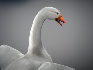 animated snow goose Modello 3D