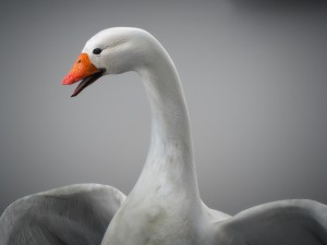 animated snow goose Modello 3D