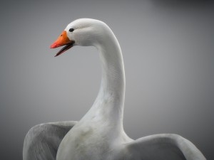 animated snow goose Modello 3D