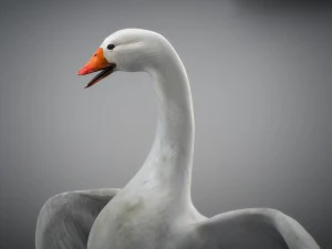 Animated snow goose 3D Model