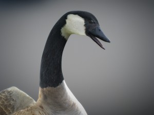animated geese 3D Модель