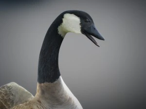Animated geese 3D Model