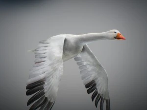 Animated geese 3D Model