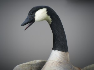animated geese 3D Модель
