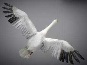 animated geese 3D Модель