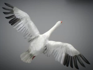 Animated geese 3D Model